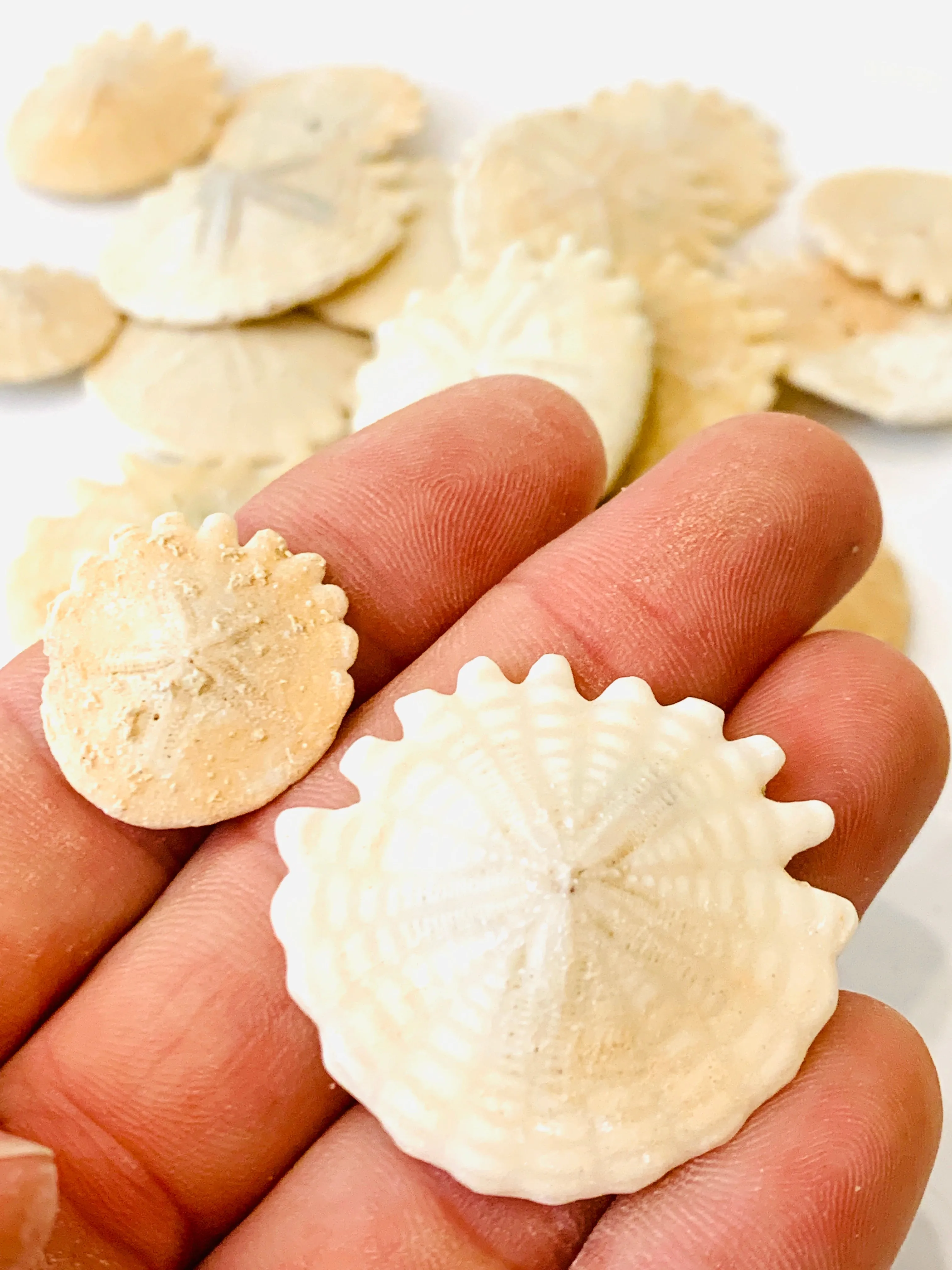 Heliophora Sand Dollar