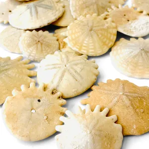 Heliophora Sand Dollar